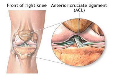 Ligament incrucisat anterior - anatomie