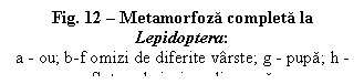 Text Box: Fig. 12 - Metamorfoza completa la Lepidoptera: 
a - ou; b-f omizi de diferite varste; g - pupa; h - fluture la iesirea din pupa


