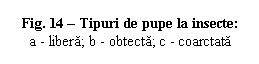 Text Box: Fig. 14 - Tipuri de pupe la insecte:    a - libera; b - obtecta; c - coarctata