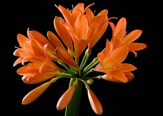 Clivia miniata - Clivia