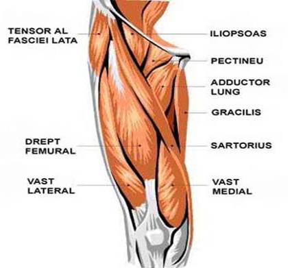 Musculatura coapsa vedere fata