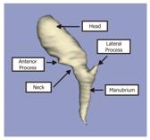 Labeled image of a malleus bone