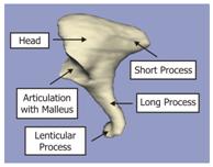 Labeled image of an incus bone