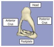 Labeled image of a stapes bone