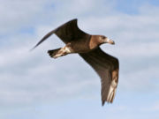 https://upload.wikimedia.org/wikipedia/commons/thumb/a/a1/Pacific_gull.jpg/180px-Pacific_gull.jpg