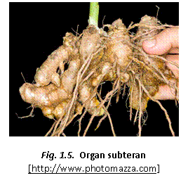 Text Box:  

Fig. 1.5.  Organ subteran
[https://www.photomazza.com]
